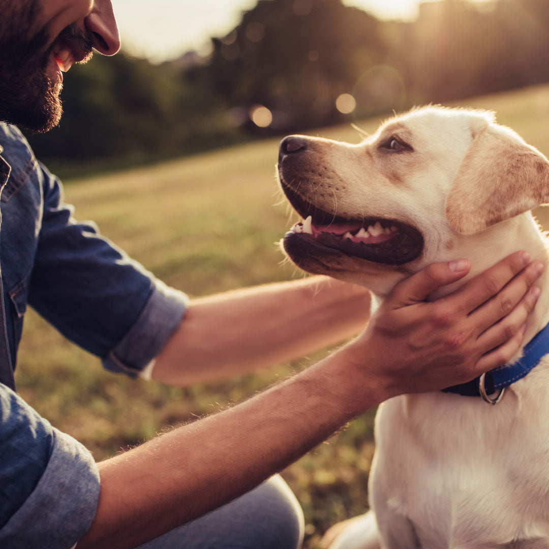 Photobiomodulation in Animal Health