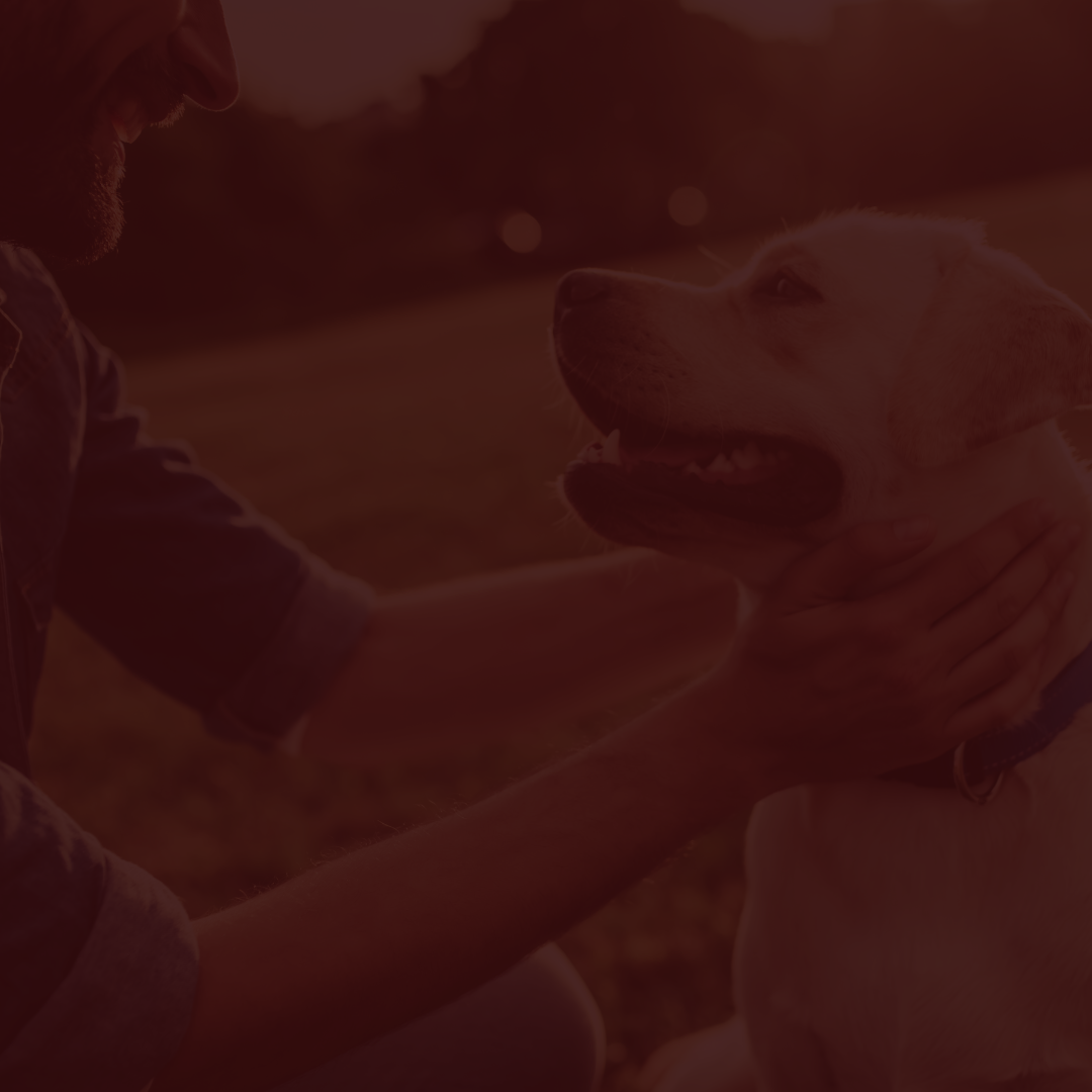Photobiomodulation in Animal Health